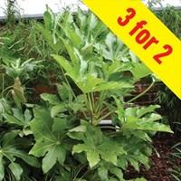 Fatisa japonica (Japanese Aralia) 3 Plants 3 Litre