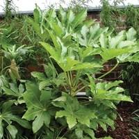 Fatisa japonica (Japanese Aralia)1 Plant 3 Litre