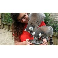 Feed the Lemurs for Two in Hertfordshire