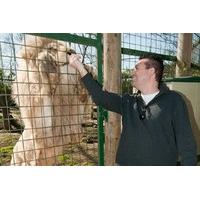 Feed Big Cats by Hand Experience
