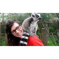 feeding the lemurs in hertfordshire