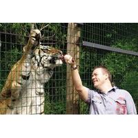 Feed The Big Cats By Hand - Weekday