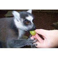 Feed the Lemurs at Paradise Wildlife Park