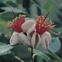 Feijoa sellowiana - 1 packet (30...