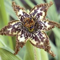 Ferraria crispa \'Starfish Lily\...