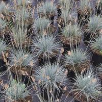 Festuca glauca Elijah Blue (Large Plant) - 2 x 3.5 litre potted festuca plants