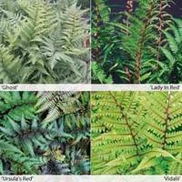 Fern \'Fantastic Collection\' - 4 x 9cm potted fern plants - 1 of each variety