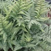 Fern \'Fantastic Ghost\' - 2 x 9cm potted fern plants