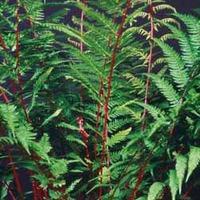 Fern \'Fantastic Lady In Red\' - 2 x 9cm potted fern plants