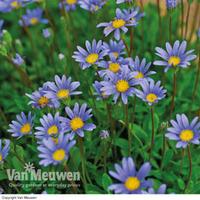 Felicia \'Magic Blue Daisy\' - 10 felicia plug plants