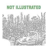 Festuca glauca (Large Plant) - 2 festuca plants in 1 litre pots