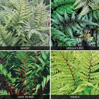 fern fantastic collection 4 fern plants in 9cm pots 1 of each variety