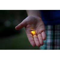 Fireflies Tour in Cherating