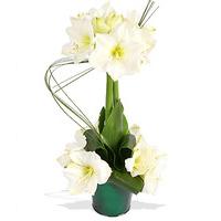 Finest Bouquets - Heikki Lunta