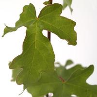 Field Maple Tree Gift