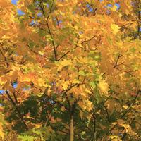 Field maple (Hedging) - 25 bare root hedging plants