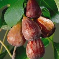 fig brown turkey 1 fig plant in 9cm pot