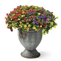 Fitzwilliam Planters with Petunia Trillion Bells Carnival Mix