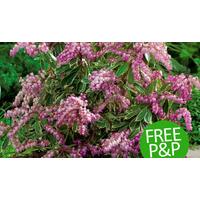 Five Plant Evergreen Pieris Shrub Collection - Free P&P