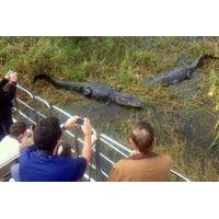 Florida Everglades Airboat Tour and Alligator Encounter from Orlando