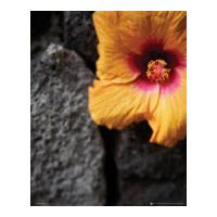 Flowers Stone Wall - Mini Poster - 40 x 50cm