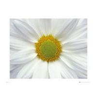 flower daisy mini poster 40 x 50cm