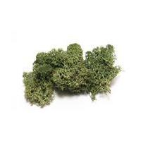 FloraBase Green Reindeer Moss 35 g