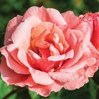 Floribunda Rose Queen Elizabeth 1 Plant 3 Litre Pot