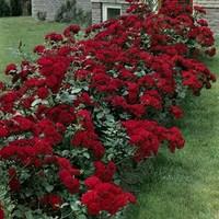 Floribunda Rose Nina Weibull 2 Plants 3 Litre