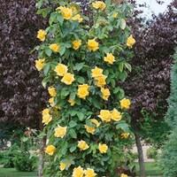 floribunda golden wedding 1 plant 3 litre