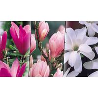 Flowering Magnolia Shrub Collection - 3 Different Varieties