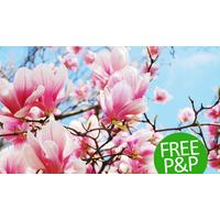 Flowering Sized Magnolia Shrub Collection - Three Different Varieties