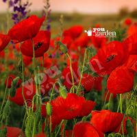 Flanders Poppy seeds (pack of 2000)