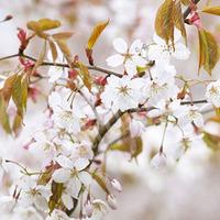 Flowering Cherry Tree \'Tai-Haku\' potted 1.5M