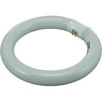 Fluorescent tube TOOLCRAFT 230 V G10q 22 W Daylight white EEC: B Ring shape 1 pc(s)