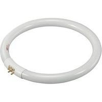 fluorescent tube toolcraft 230 v g10q 22 w eec b ring shape 1 pcs