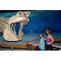 Fossil and Shark Teeth Hunt Adventure Package with Lunch and Dinner