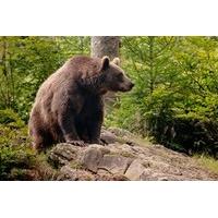 Four Night Bear Tracking Adventure in Romania