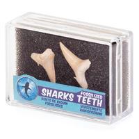 Fossilized Shark Teeth