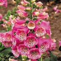 Foxglove \'Camelot Rose\' F1 Hybrid - 1 packet (16 foxglove pellets)