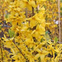 forsythia x intermedia goldrausch large plant 2 x 35 litre potted fors ...