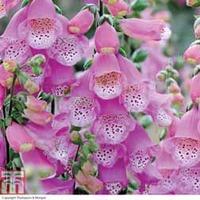 Foxglove \'Knee High Mixed\' - 5 foxglove Postiplug plants