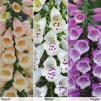 foxglove dalmation mixed 6 foxglove plug plants