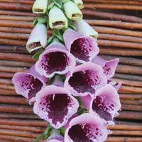 Foxglove \'Sugar Plum\' - 24 foxglove plug plants