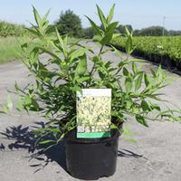 Forsythia \'Melee d\'Or\' (Large Plant) - 2 x 3.6 litre potted forsythia plants