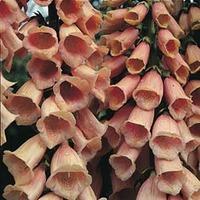 foxglove apricot 1 packet 450 foxglove seeds