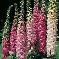 Foxglove \'Excelsior Hybrid Mixed\' - 1 packet (2500 foxglove seeds)