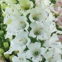 Foxglove \'Snowy Mountain\' - 1 packet (40 foxglove seeds)