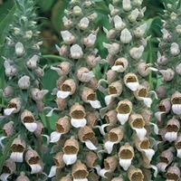 Foxglove lanata (Large Plant) - 2 x 1 litre potted digitalis plants