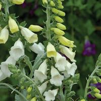 Foxglove \'Silver Cub\' - 1 packet (100 foxglove seeds)